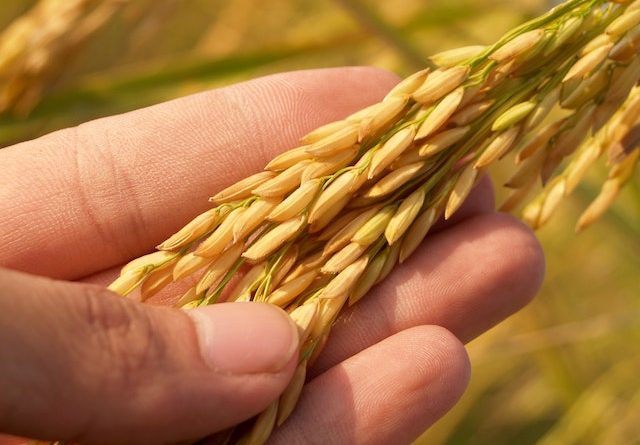 Rice