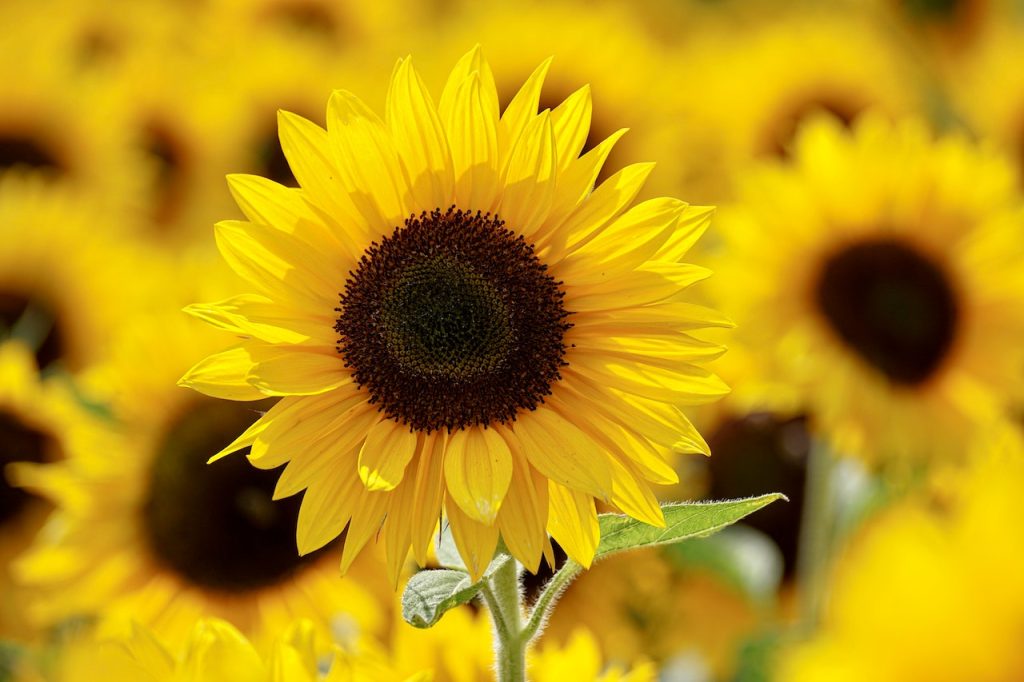 Sunflower Oil