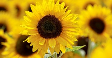 Sunflower Oil