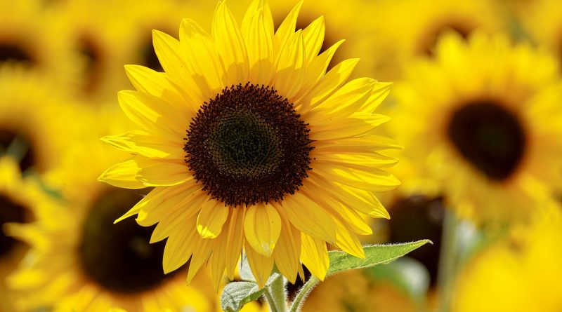 Sunflower Oil