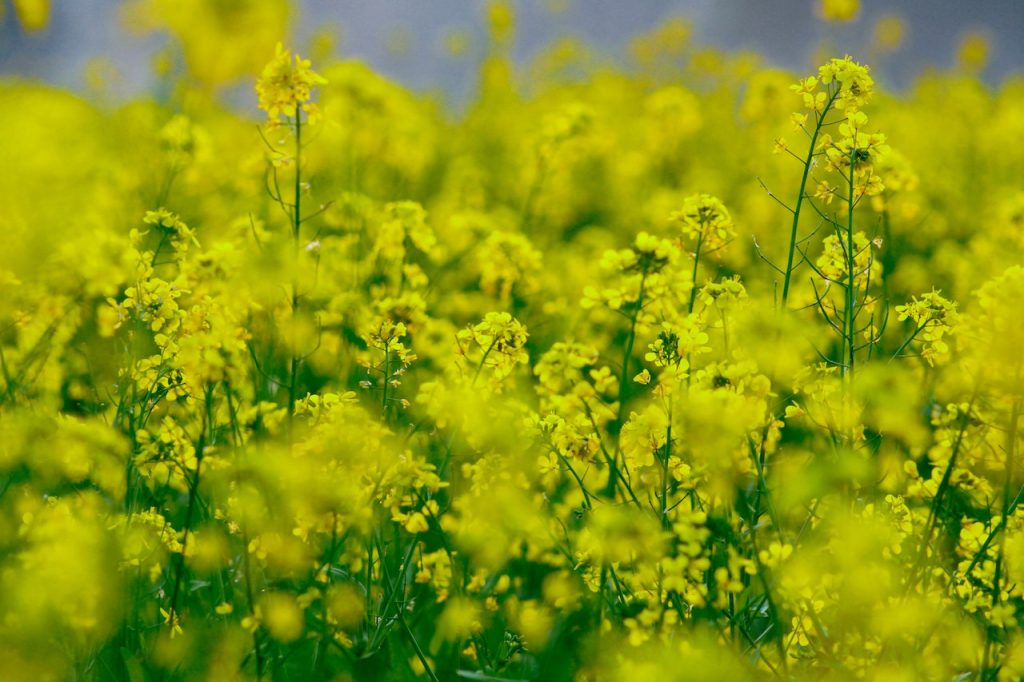 Canola