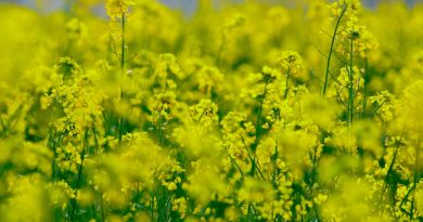 Canola