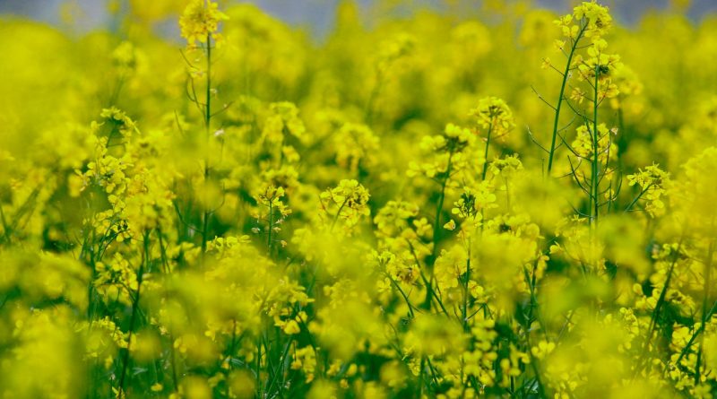 Canola
